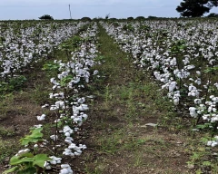 Normal Cotton Seed for sale in Vijayapura