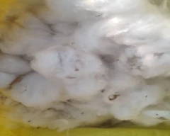 Normal Cotton Seed for sale in Amreli