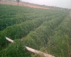 Normal Sweet Potato for sale in Chitradurga