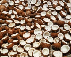 A Grade Quality Copra required in Mumbai City