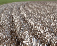 Normal Cotton Seed required in Akola