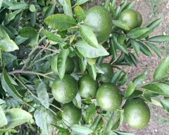 Normal Kinnow for sale in Hapur