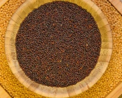 Black Mustard required in Kanpur Dehat