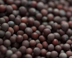 Black Mustard required in Moradabad