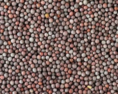 Black Mustard required in Varanasi